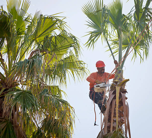 Best Tree Maintenance Programs  in Fairview, NC