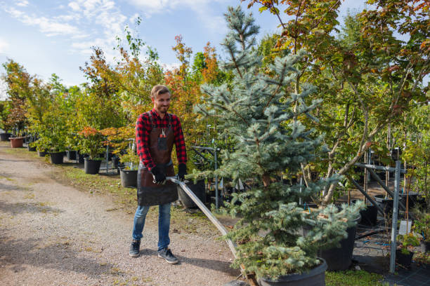 Best Tree Removal  in Fairview, NC